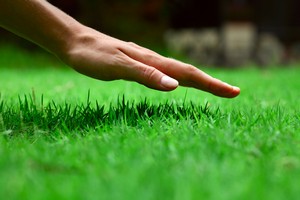 Green Roofing Long Island